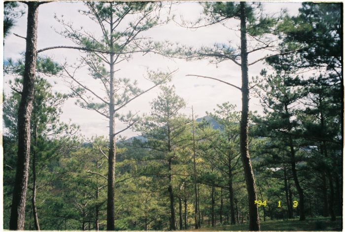 Đoàn Đức Long