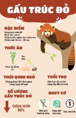 RED PANDA