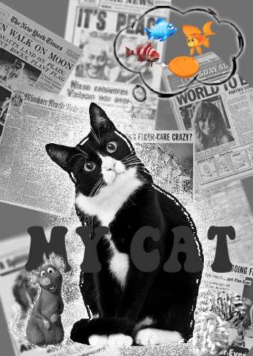 cat dan