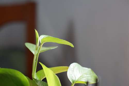 Ánh sáng cửa sổ