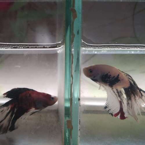 hihi cuối cùng cũng full bài tập ạ 