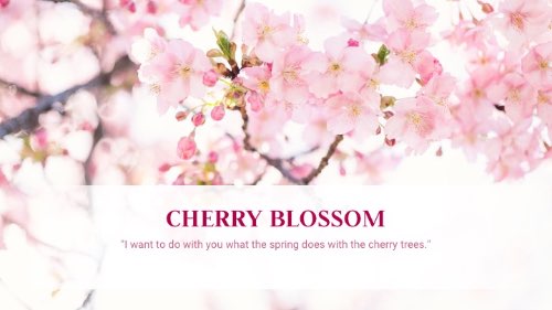 Cherry Blossom