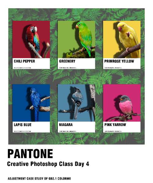 Birds