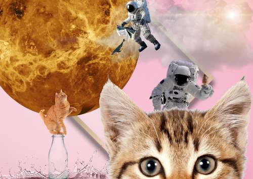 BTb3 Collage 