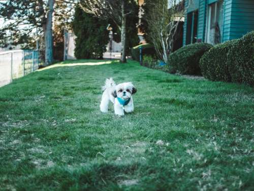 Dog on grass