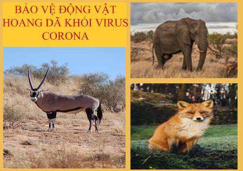 Save Animal