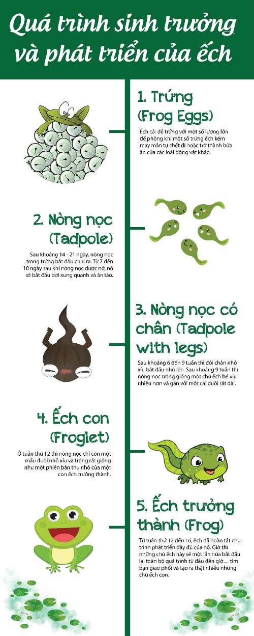 inforGraphic