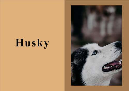 Husky