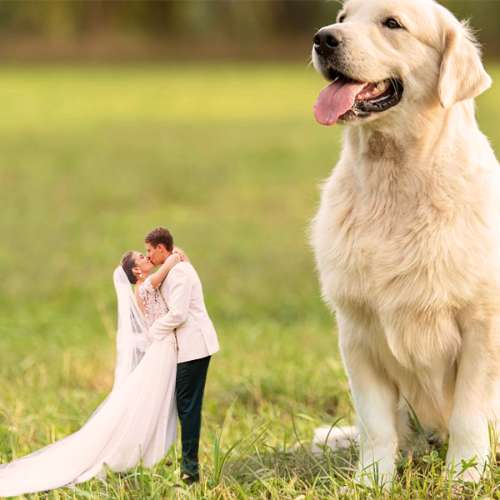 tiny wedding