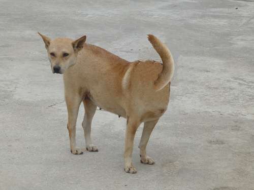 Cắt ghép bất kì