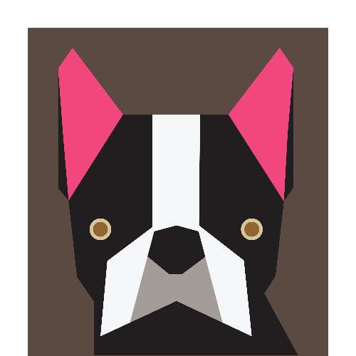 Boston Terrier - Nguyễn An Khanh