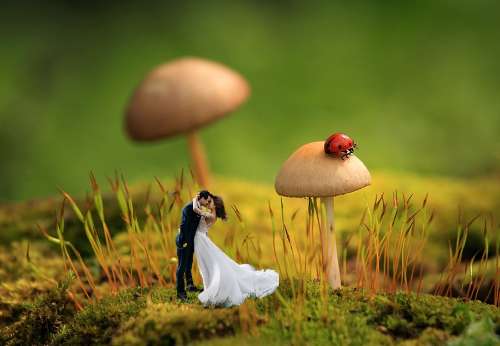 Tiny Wedding