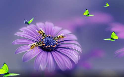 The natural world