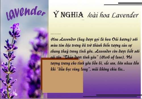 Ý nghĩa hoa Lavender