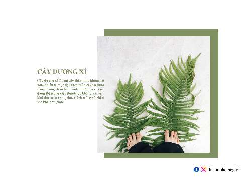 CHỦ ĐỀ: CÂY DƯƠNG XỈ