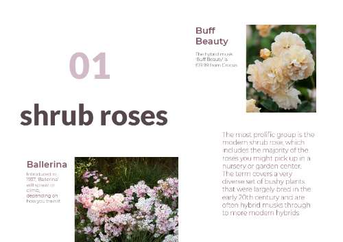 Rose01