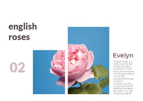 Rose02