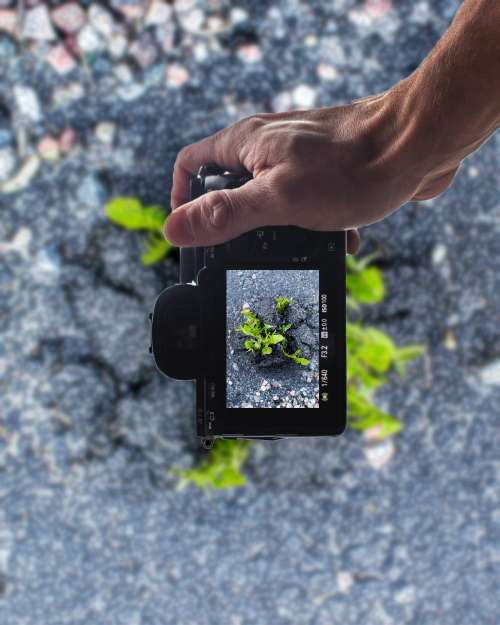 Capture the grass