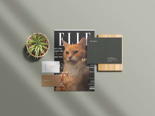 CAT WORLD - BÌA TẠP CHÍ