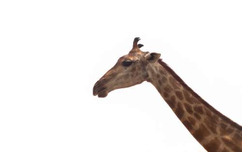 Zoo