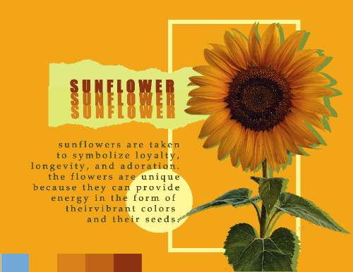 Sunflowers