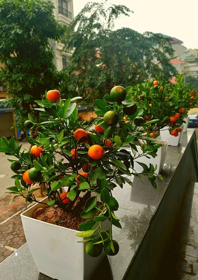 Một thoáng Tết