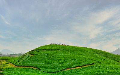 BTVN buổi 2 (Đồi chè Trái Tim - Mộc Châu)