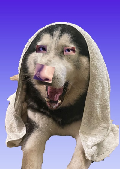 husmky ngmu