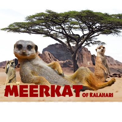 Meerkat