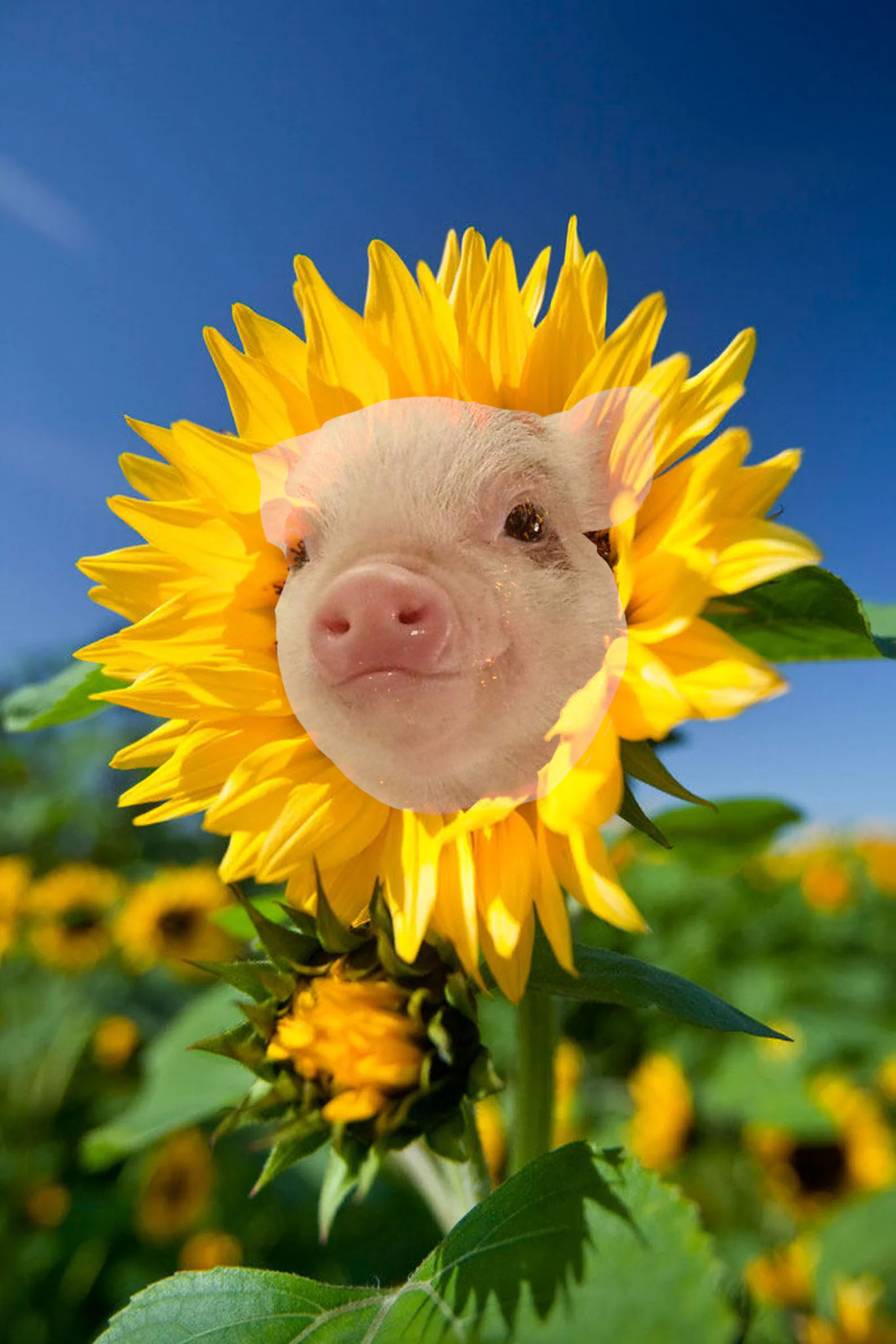 Pigg Sunflower