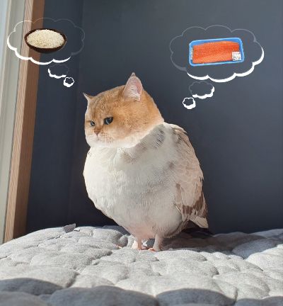 Chim đầu mèo =)))))