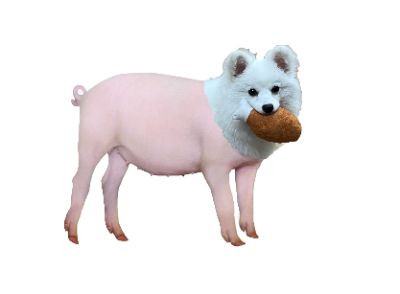 Oggy is a stupid doggo