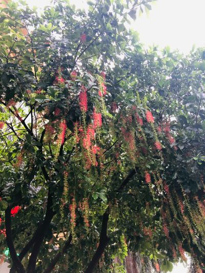 Crimson flower