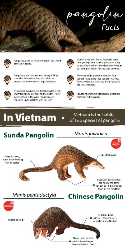 BTCK - Infographic about Pangolin