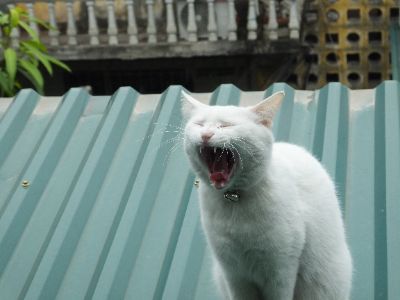Bức ảnh điẹp