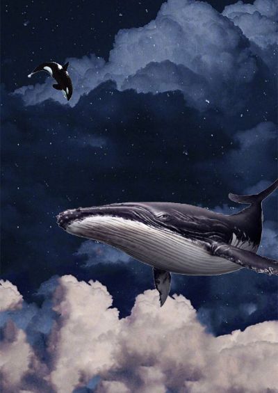 Whale