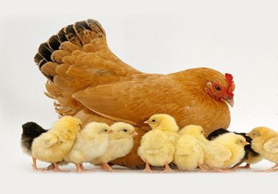 con gà con chạy lon ton rồi chạy vô NỒI