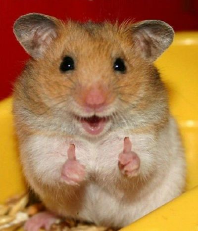 Hamster Invasion