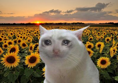 Cat and Sun