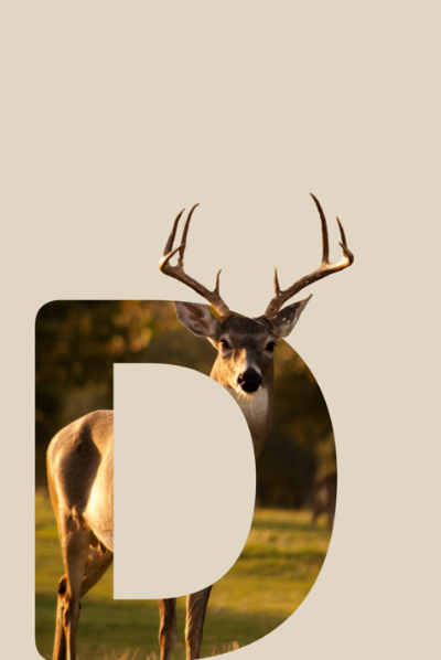 Deer W2