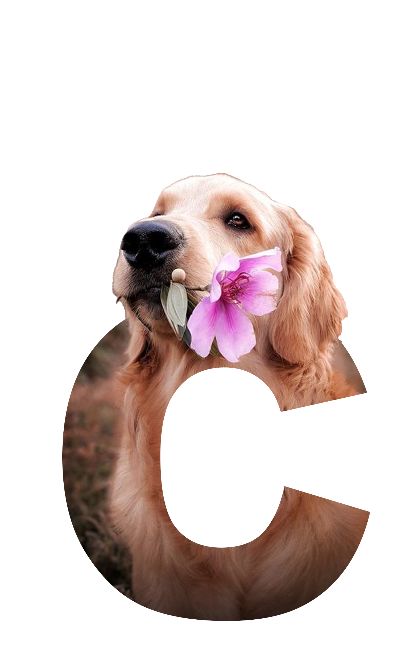 Con ki ki thích ngậm bông