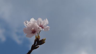 cherry blossoms