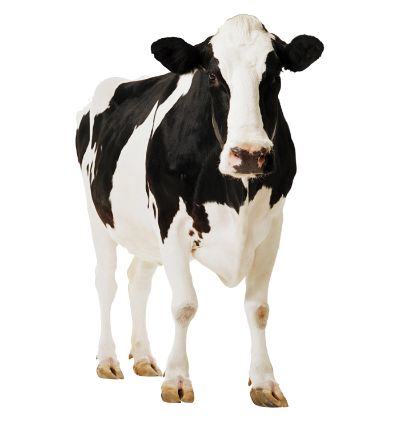 BTTH 6- TH TRUE MILK