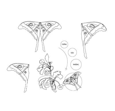 Sketch CON BUTTERFLY ĐÊM