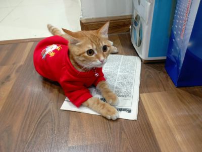anh btvn