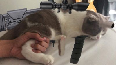 Weaponized cat