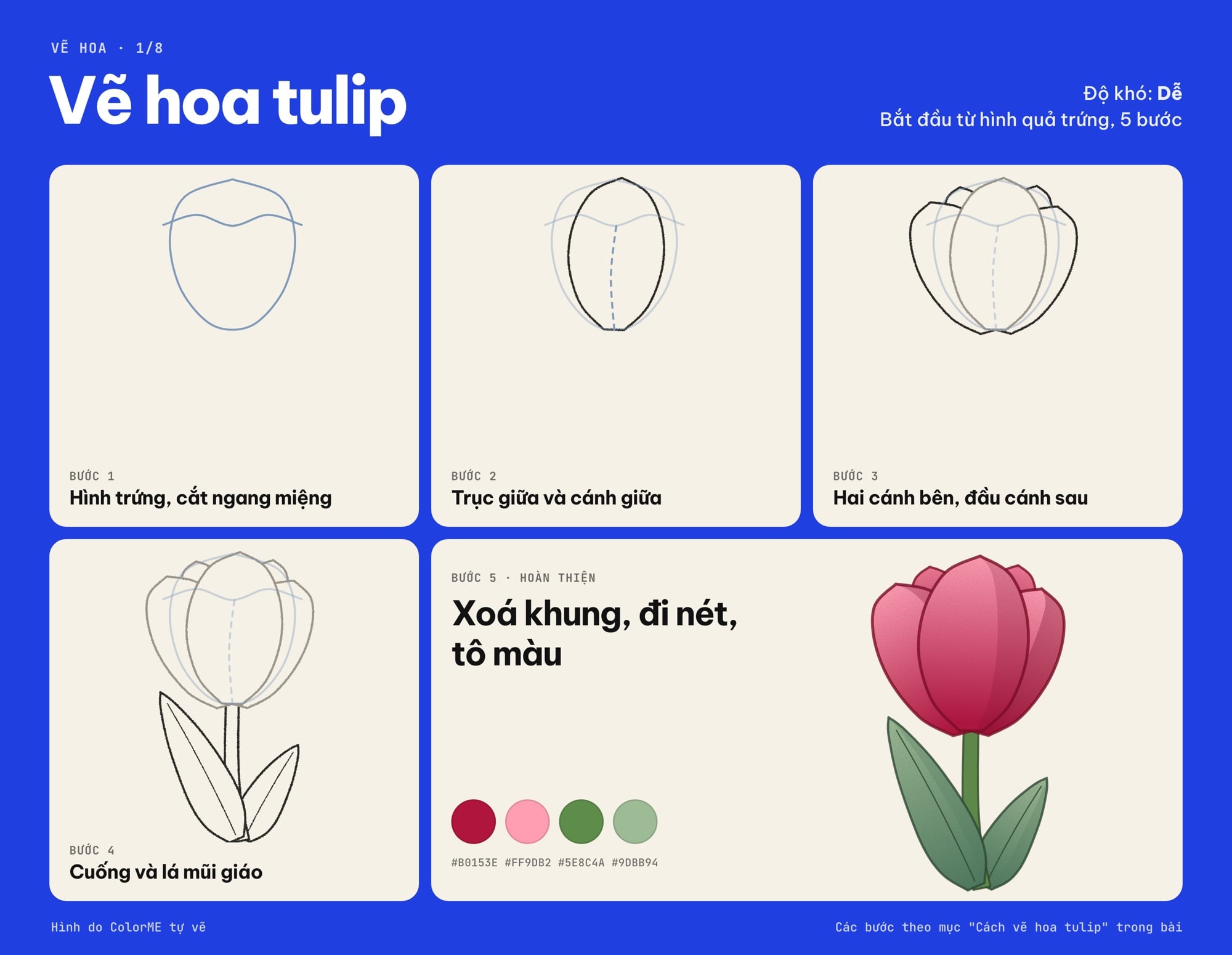 Các bước vẽ hoa tulip từ hình quả trứng đến bản tô màu