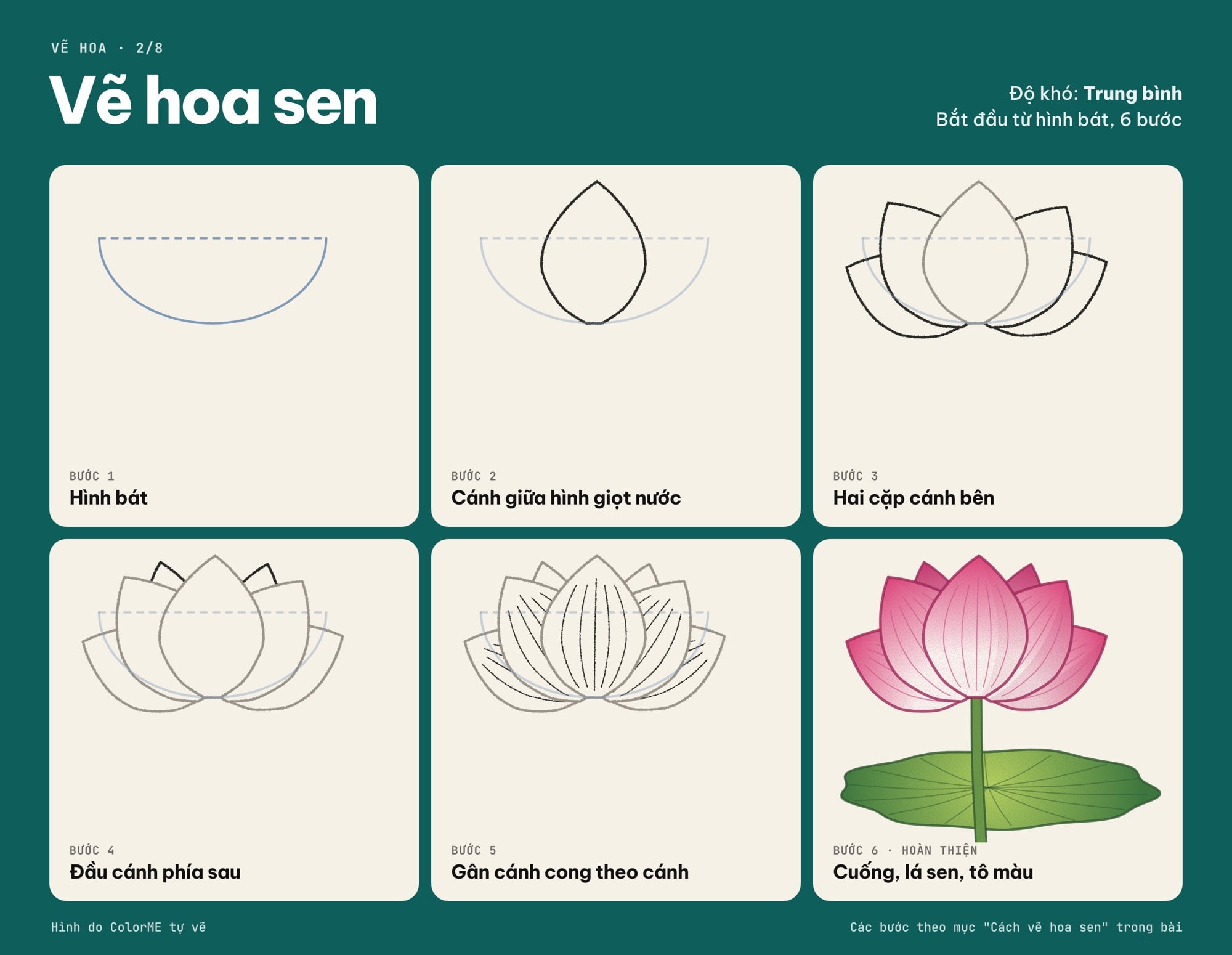 Các bước vẽ hoa sen từ hình bát đến bản tô màu