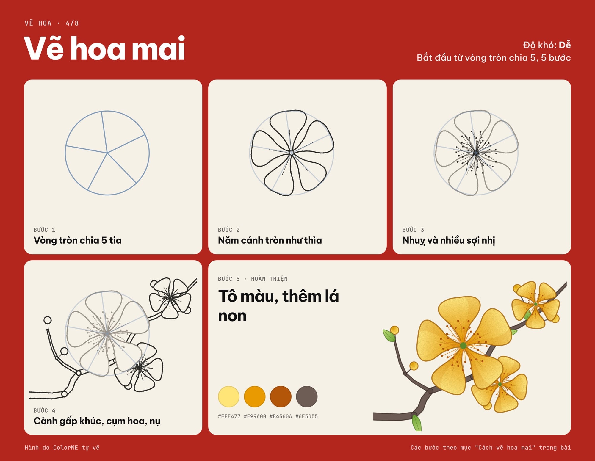 Các bước vẽ hoa mai vàng từ vòng tròn chia 5 đến cành mai tô màu
