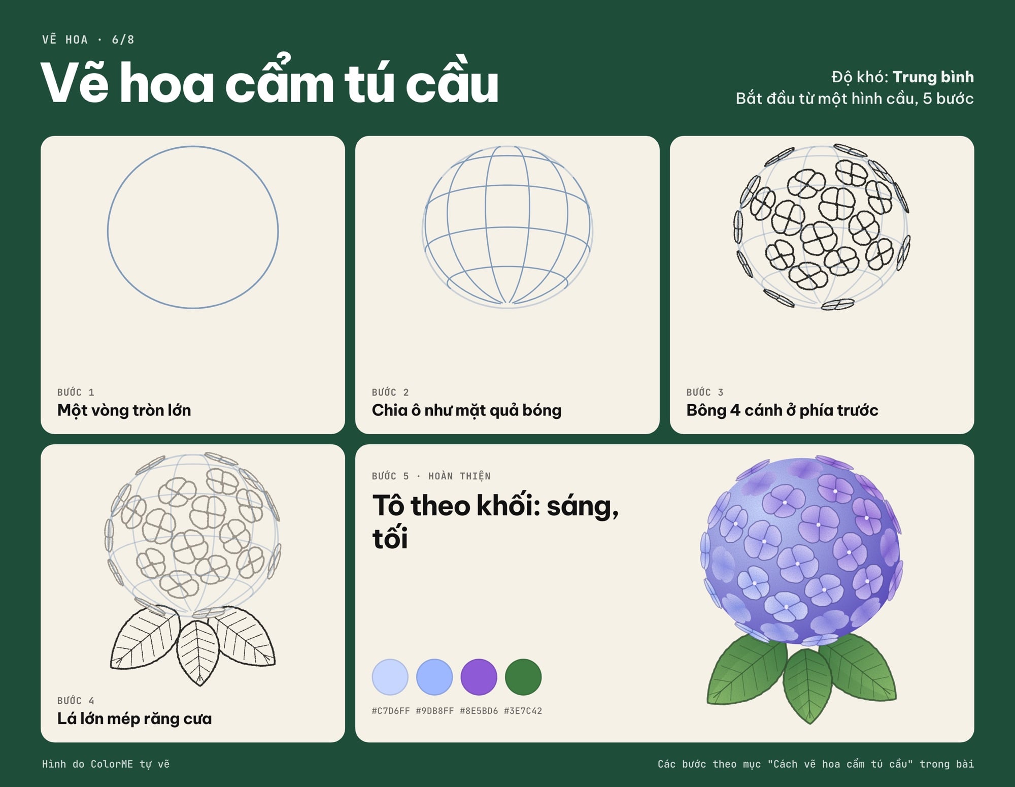 Các bước vẽ hoa cẩm tú cầu từ một hình cầu đến bản tô màu